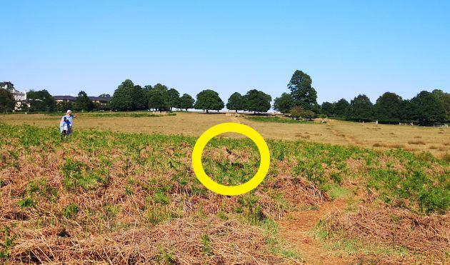 La cierva estaba escondida en el centro de la imagen.