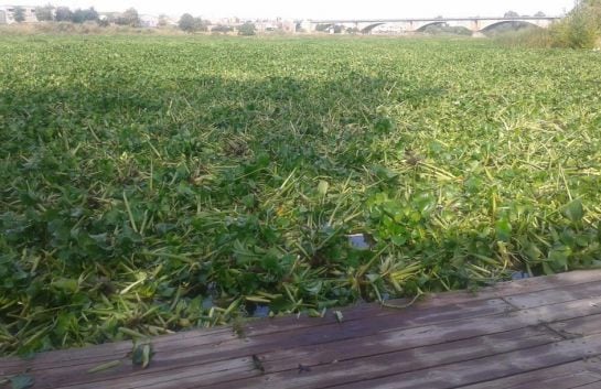 El camalote llega hasta un embarcadero del río en Mérida.