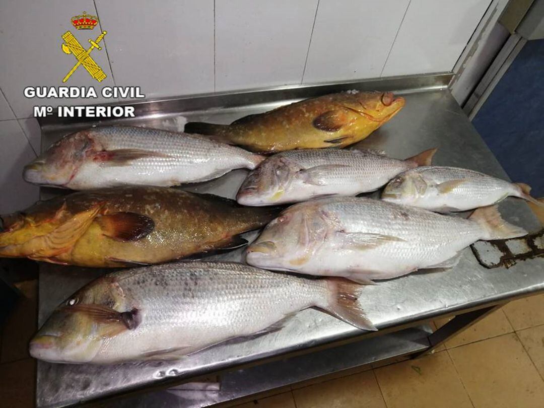 Algunos de los peces que han sido intervenidos en la operación desarrollada por el SEPRONA en Torrevieja.