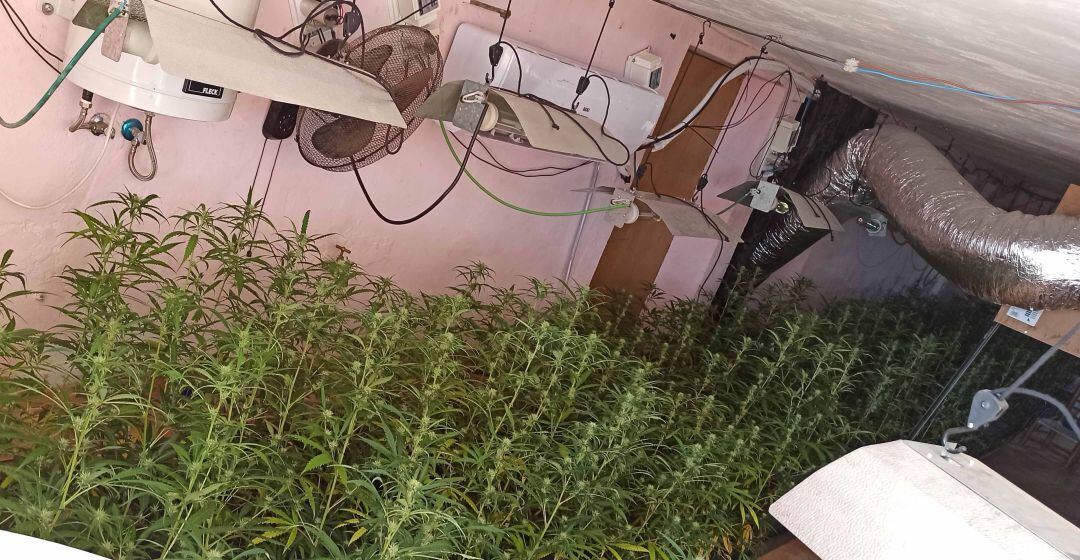 Incautadas casi 900 plantas de marihuana en dos casas de Santa Cruz de Mudela (Ciudad Real) 