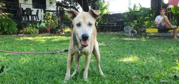 El &#039;Hachiko filipino&#039; busca nuevo dueño tras esperar un año en el hospital a su amo muerto.