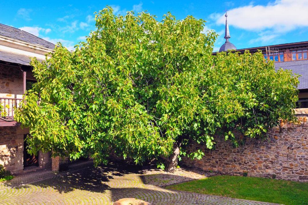 Patio de la higuera del Museo del Bierzo.