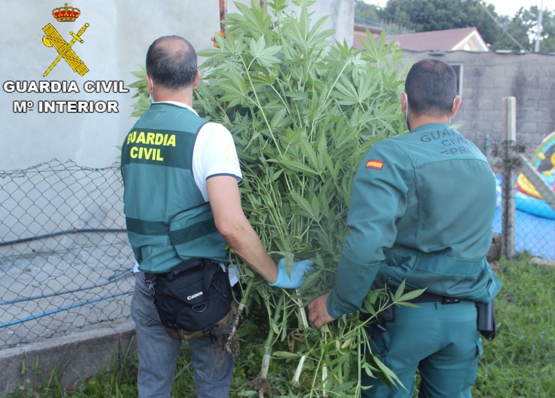 Agentes trasladando las plantas de marihuana del invernadero de Cangas