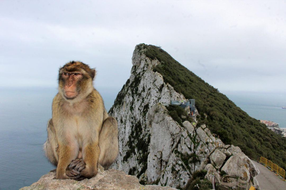 Un mono en el Peñón.