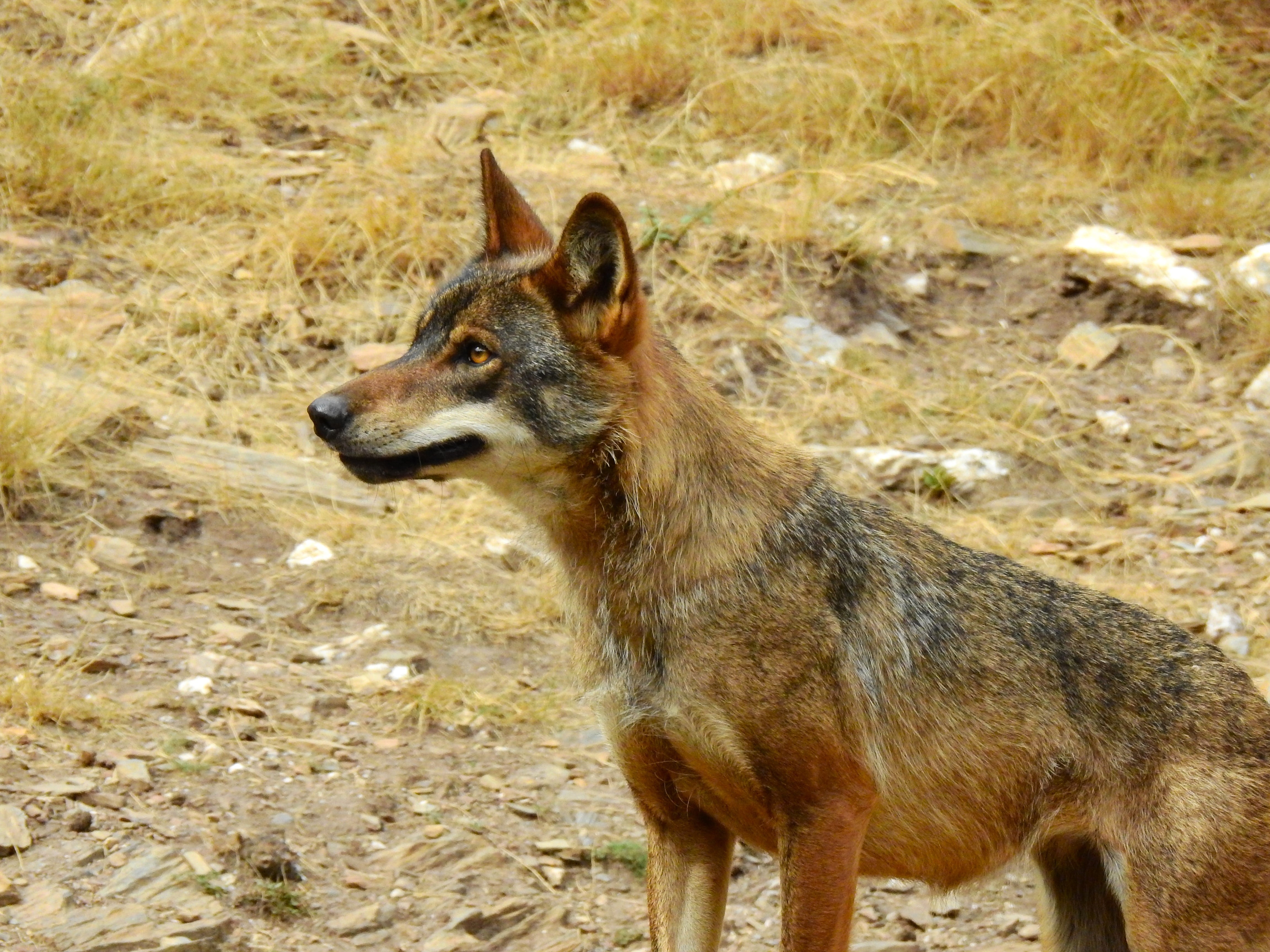 Ejemplar de lobo ibérico /Isabel Salado