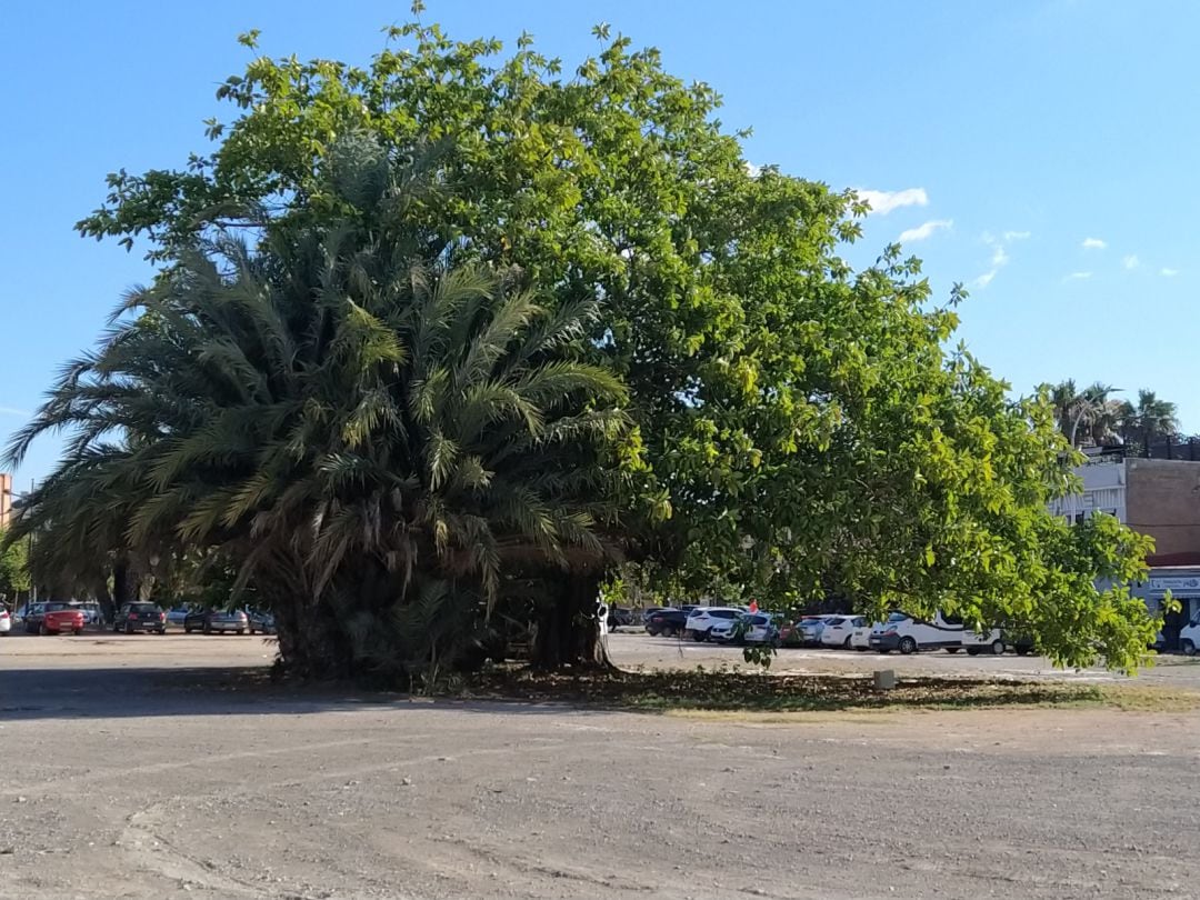 Ficus del Cabanyal