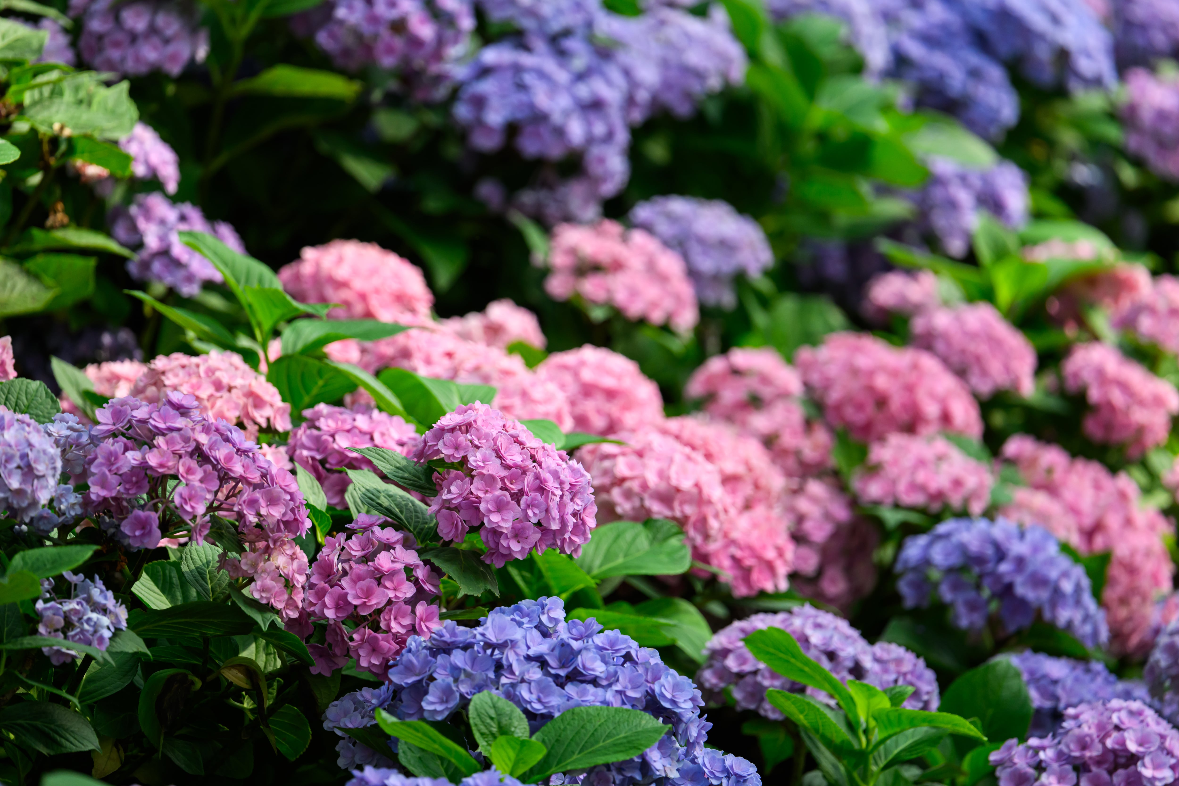 Hortensias