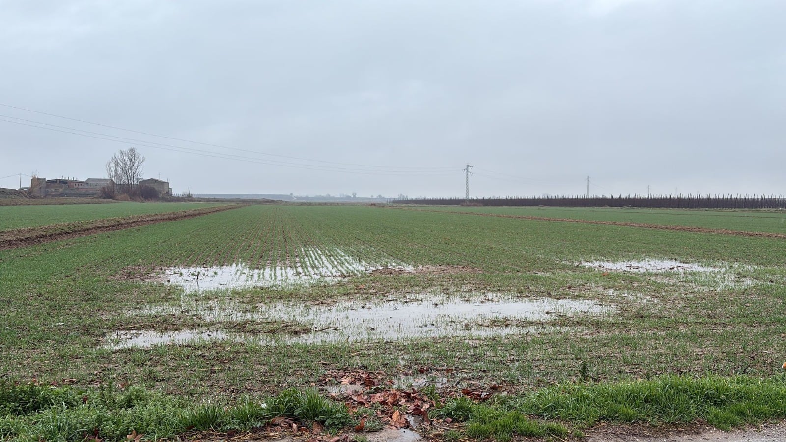 Un dels camps de cereal de Lleida anegat per les pluges dels últims dies.