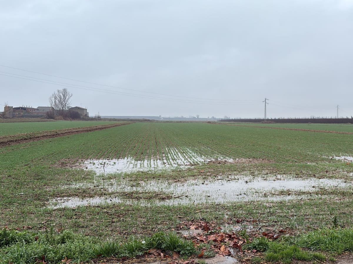 "Pels camps de cereal, l'excés d'aigua va pitjor... impossible"