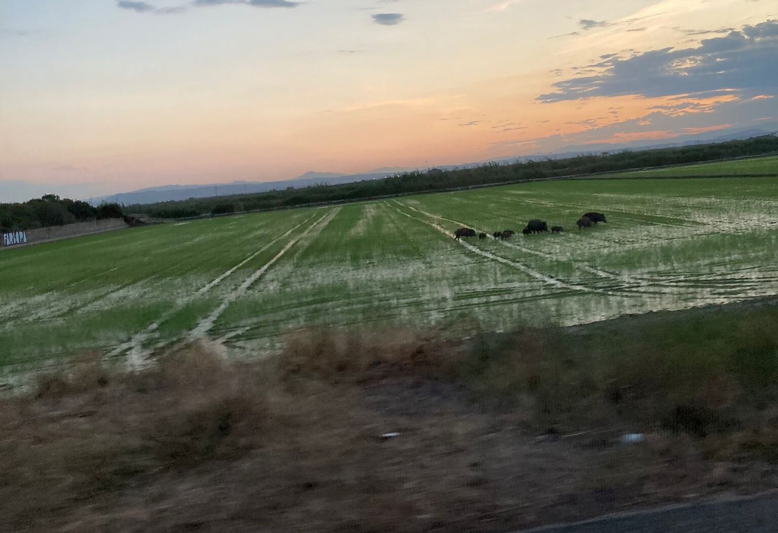 Jabalíes en la Albufera