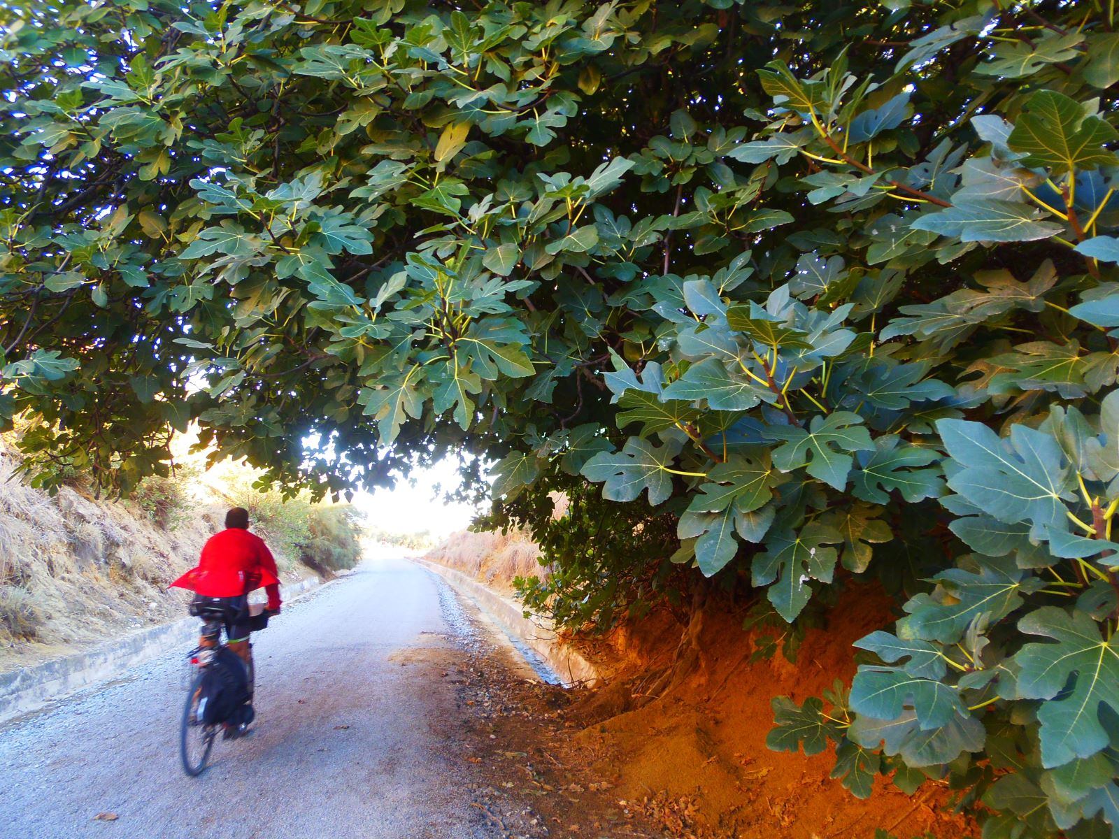 Un ciclista en la Vía Verde del Guadalimar.