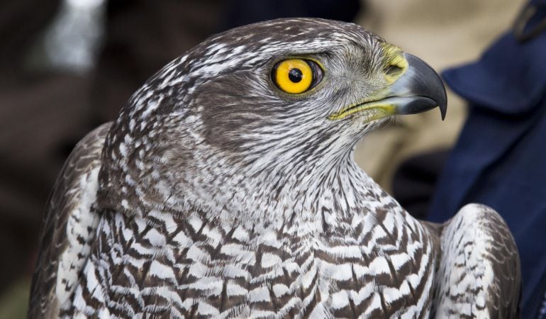 El trabajo de voluntarios y colaboradores es vital para realizar el censo actual de aves que se reproducen en España, dada la cantidad de especies