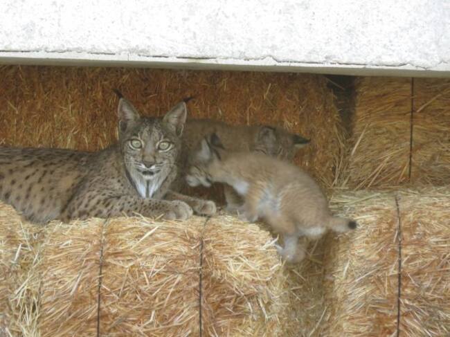 Dos de las crías junto a su madre