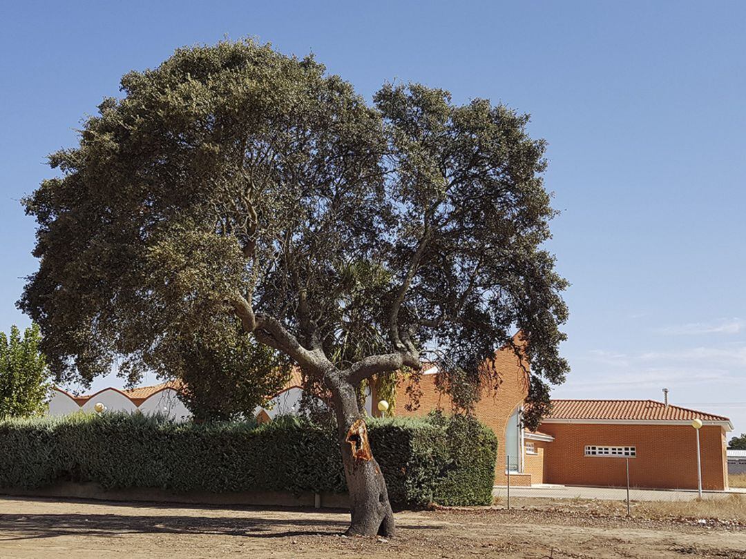 La encina “La serona” 