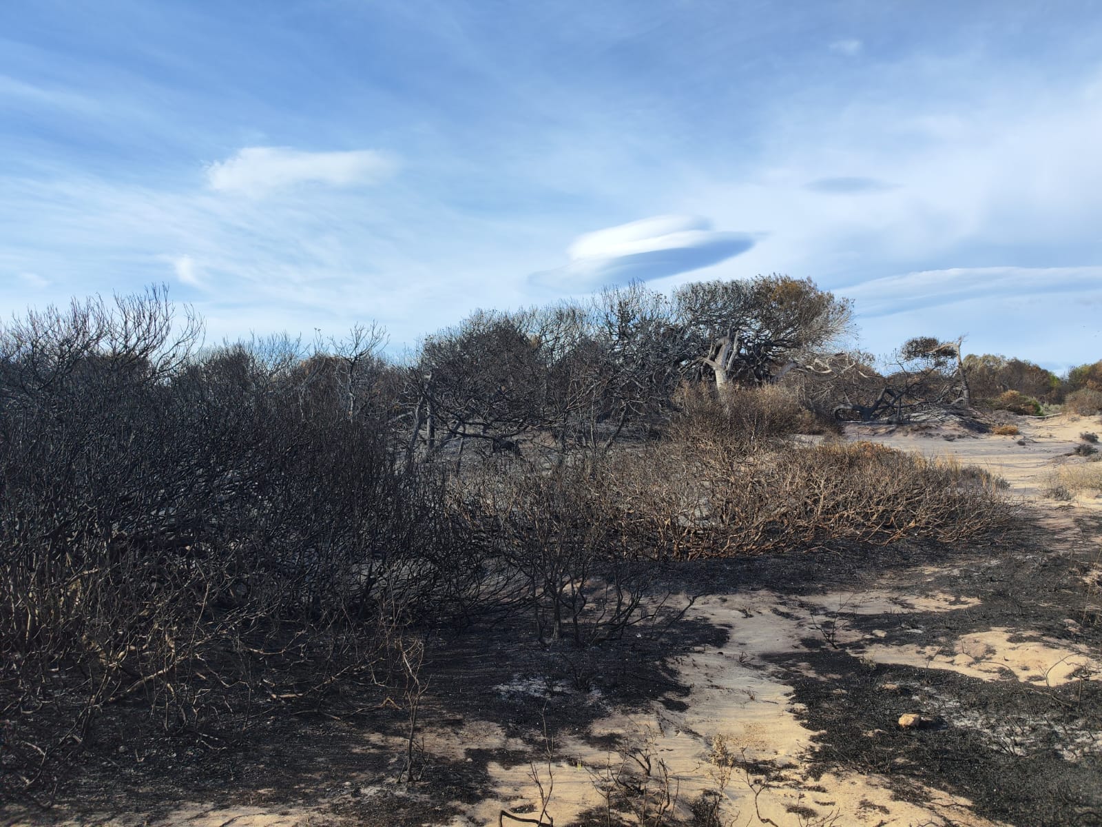 La Devesa de El Saler este jueves con los daños visibles del incendio del pasado fin de semana