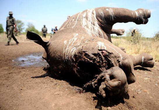 Un rinoceronte muerto y sin cuerno en el Parque Nacional Kruger.