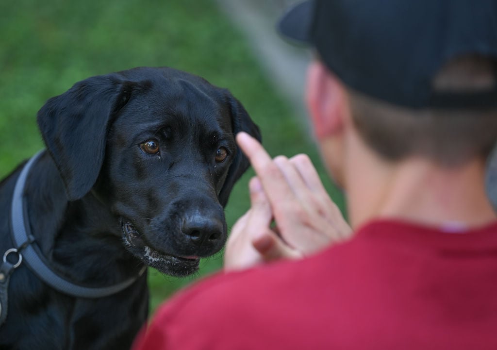 La nueva Ley de Bienestar Animal que entrará en vigor este viernes, 29 de septiembre, incluye un curso obligatorio para los dueños de perros