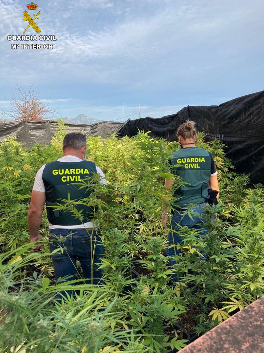 Plantas de marihuana en una azotea de Oliva 