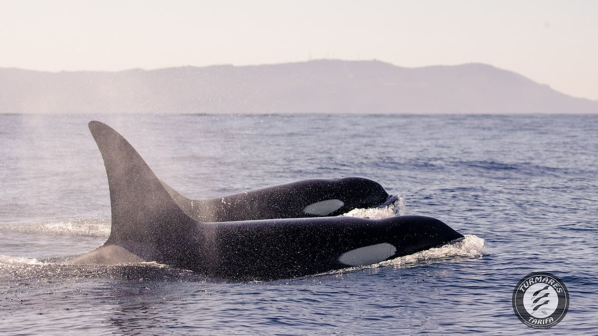 Ciencia en Hora 25 | "Las orcas usan algas para acicalarse. En el mundo animal, tocarse es comunicarse"
