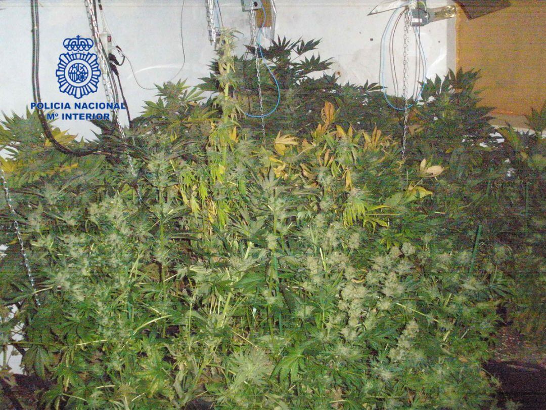 Plantas de marihuana encontradas en una vivienda de la Safor en una operación de la Policía Nacional. 