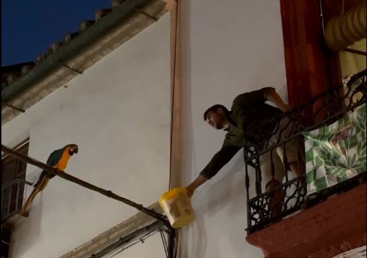 Captura del cuarto guacamayo fugado del zoo de Córdoba