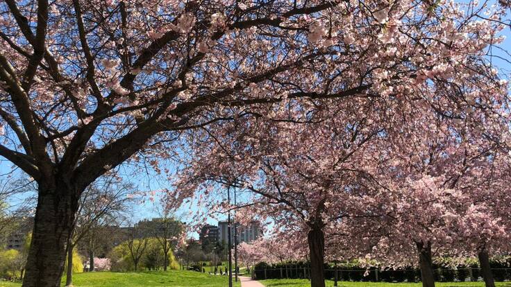 Entrevista sobre la llegada de la primavera (20/03/2019)