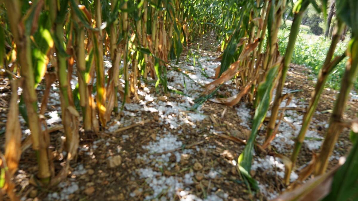 Agroseguro estima en más de 4 millones de euros la indemnización por el pedrisco del 15 de agosto