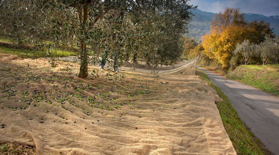 La campaña del aceite en la provincia podría dejar datos inferiores a los previstos en el aforo