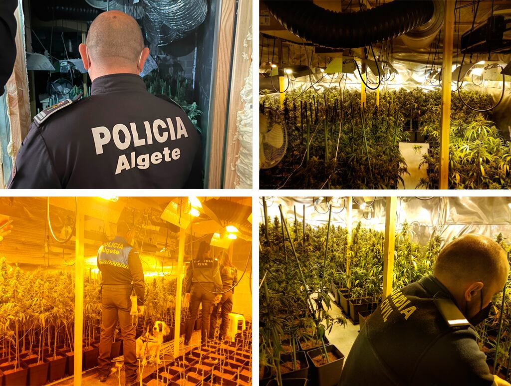 Imágenes de la operación policial en una plantación de marihuana en Algete