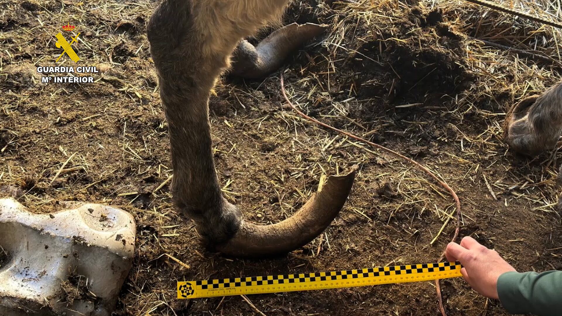 En la finca se encontraron también perros y ovejas viviendo entre grandes cantidades de heces
