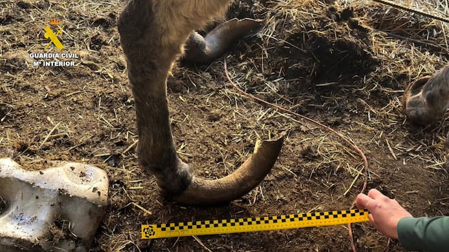 En la finca se encontraron también perros y ovejas viviendo entre grandes cantidades de heces