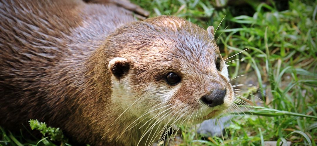 La nutria es una de las especies amenzadas de la Comunidad de Madrid