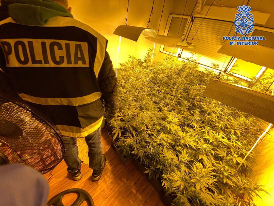 Plantaciones de marihuana alladas en el piso. 