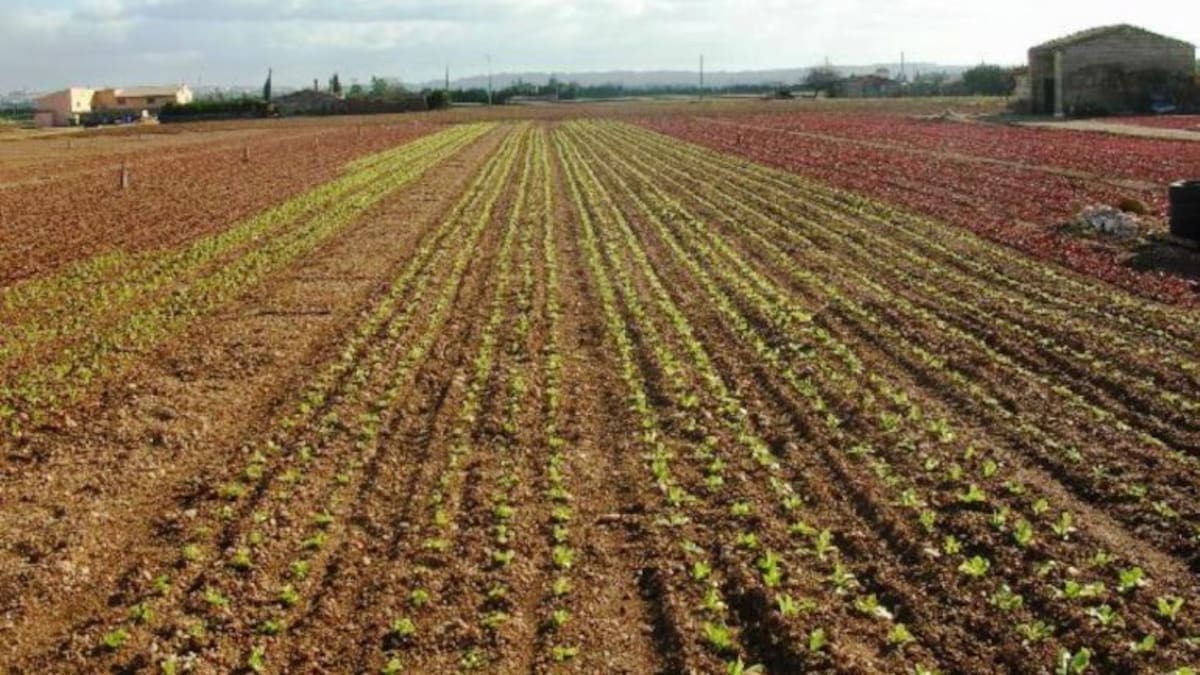 La pagesia balear se conforma con un invierno que respete lo mínimo para llegar a primavera