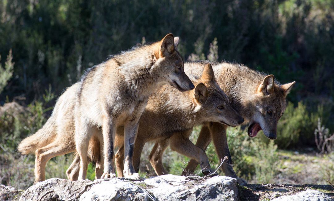 Varios lobos ibéricos del Centro del Lobo Ibérico en localidad de Robledo de Sanabria, en plena Sierra de la Culebra.