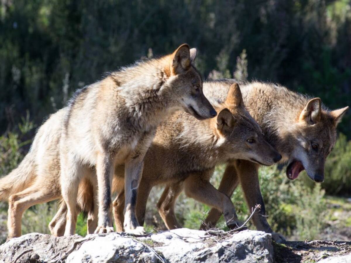 España prohibirá la caza del lobo en todo el país