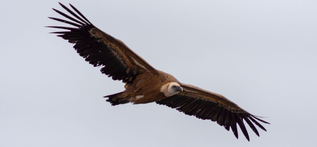 Buitre sobrevolando la sierra del norte de Madrid