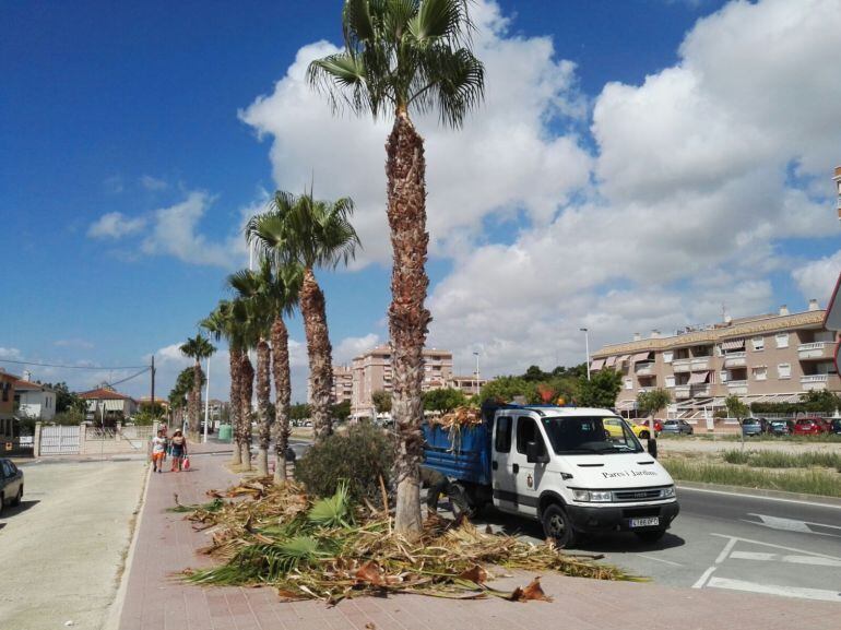 Poda de palmeras en la avenida Salamanca