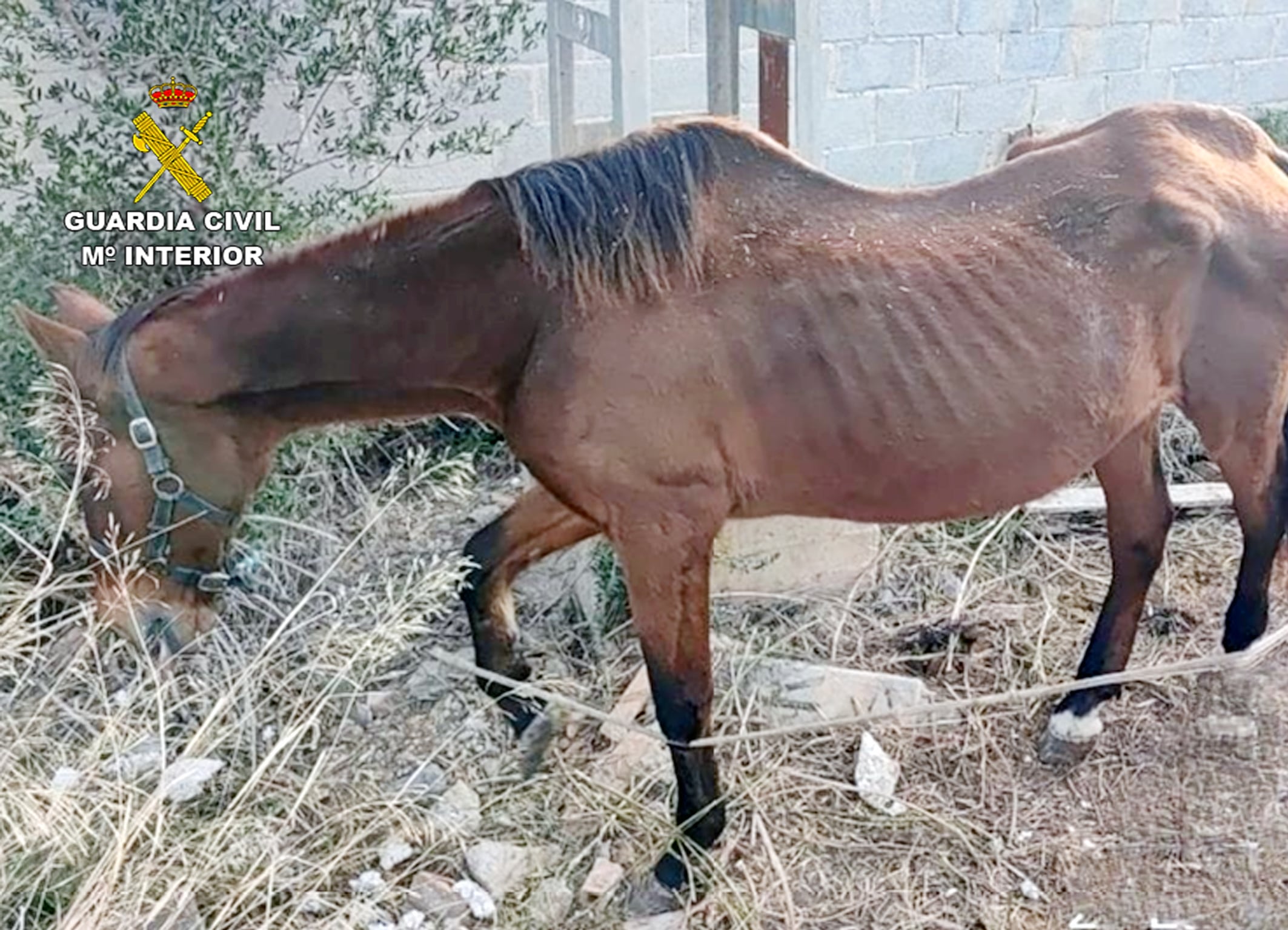 Caballo con claros signos de desnutrición