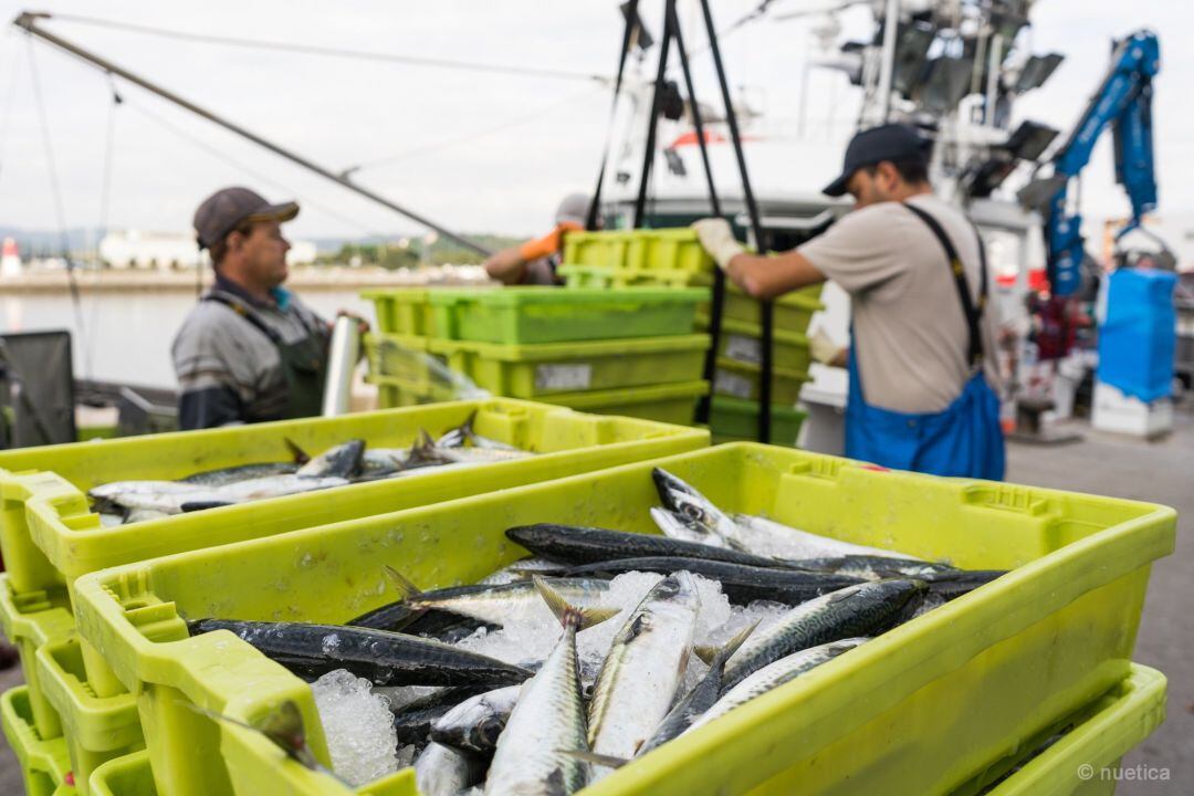 Capturas de pesca.