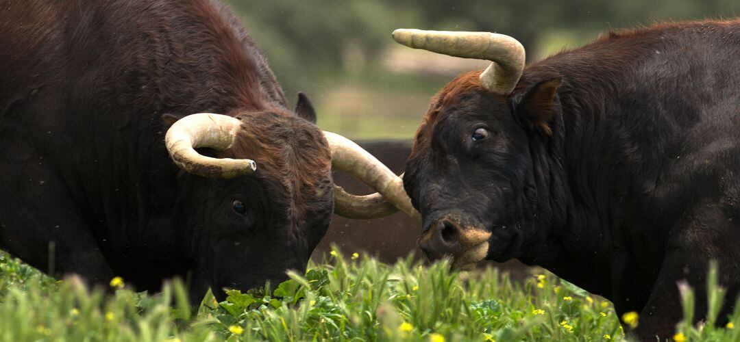 Dos toros en la dehesa de su ganadería