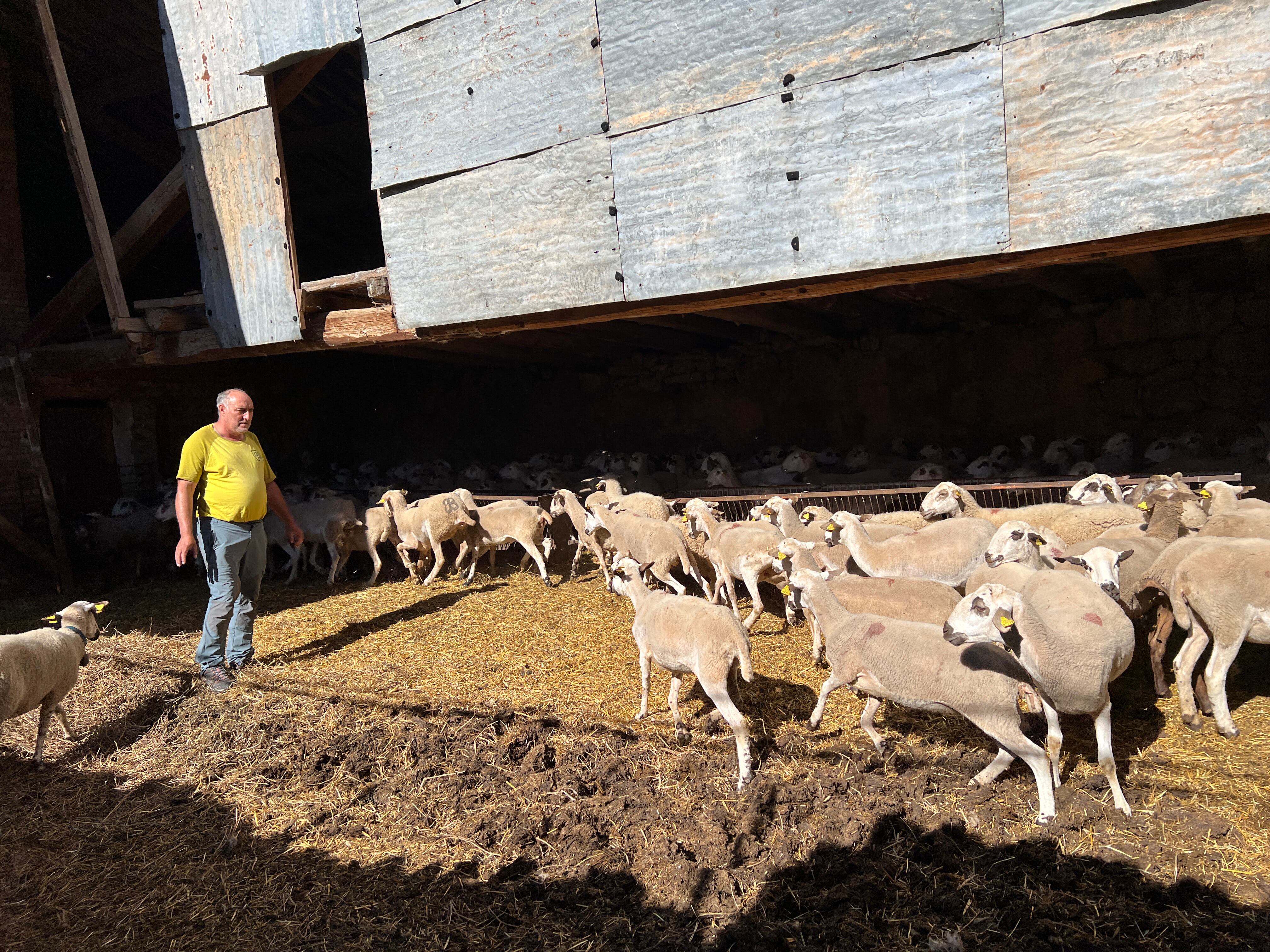 Rafel Noray, de Sossís. Un dels dos ramaders de Conca de Dalt amb ovelles que pasturen a Boumort durant l'estiu