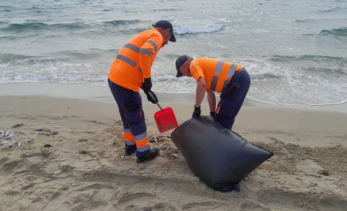 Retirada de peces muertos en Algeciras