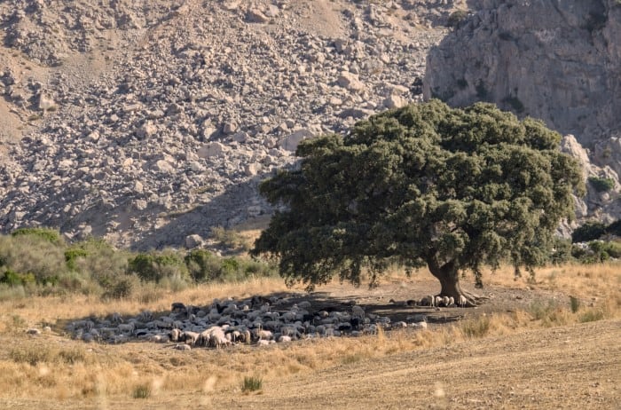 Una de las imágenes que participan en el concurso y que pretende reflejar el cambio climático: subida de temperaturas que causan, entre otras cosas, la deforestación