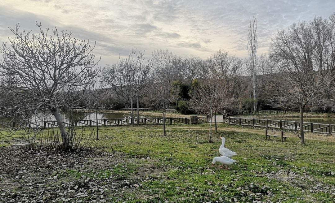 Dos ocas en el paraje de Donace en Barajas de Melo, en Cuenca.