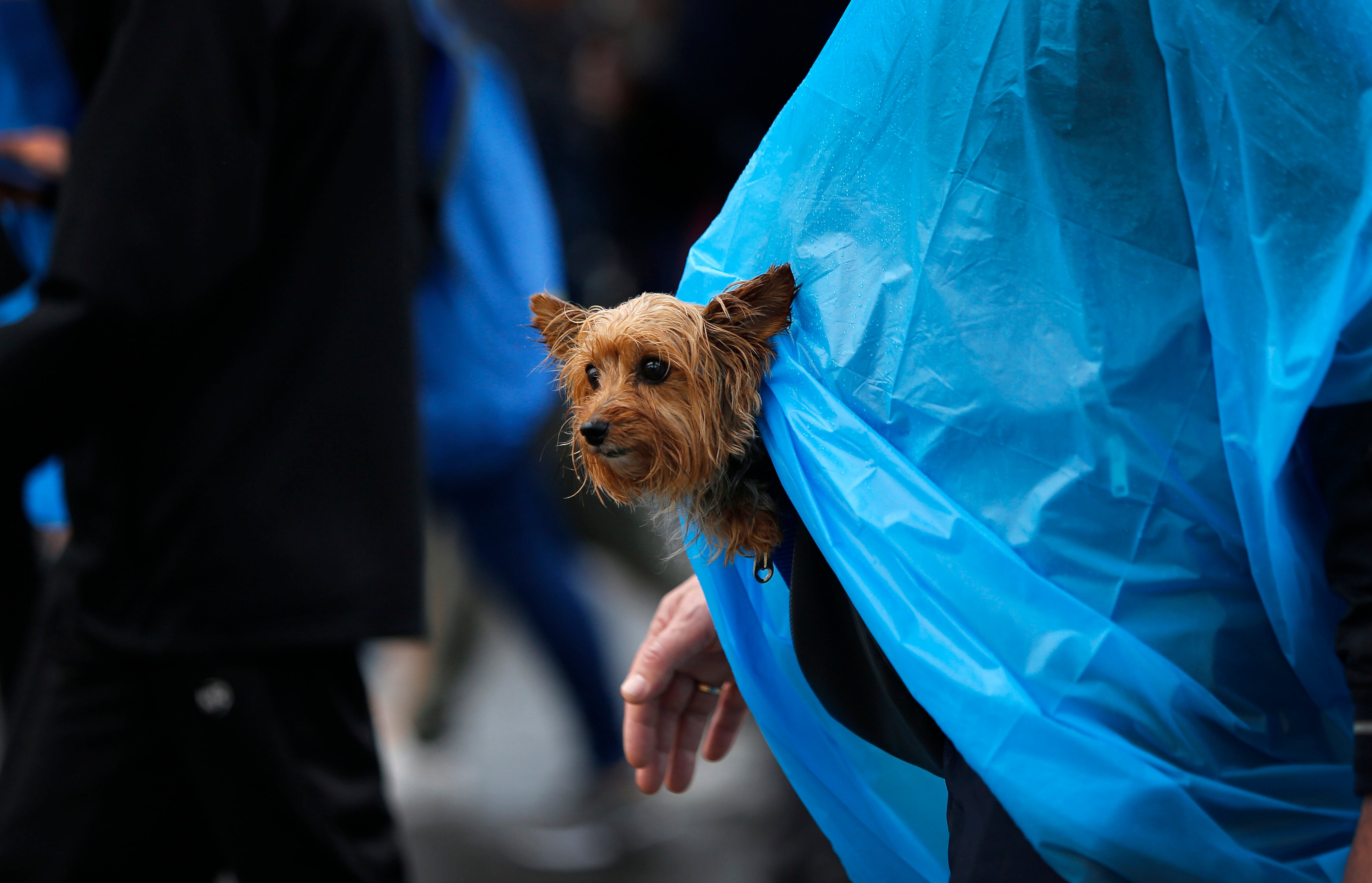 Un peregrino lleva a su perro mientras camina desde poco después de las 8 horas bajo una ligera lluvia entre el centro de Alicante y el monasterio de la Santa Faz tres años después de la última ocasión