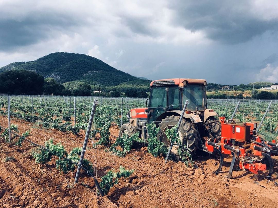 Imagen de archivo de una explotación agraria en Mallorca