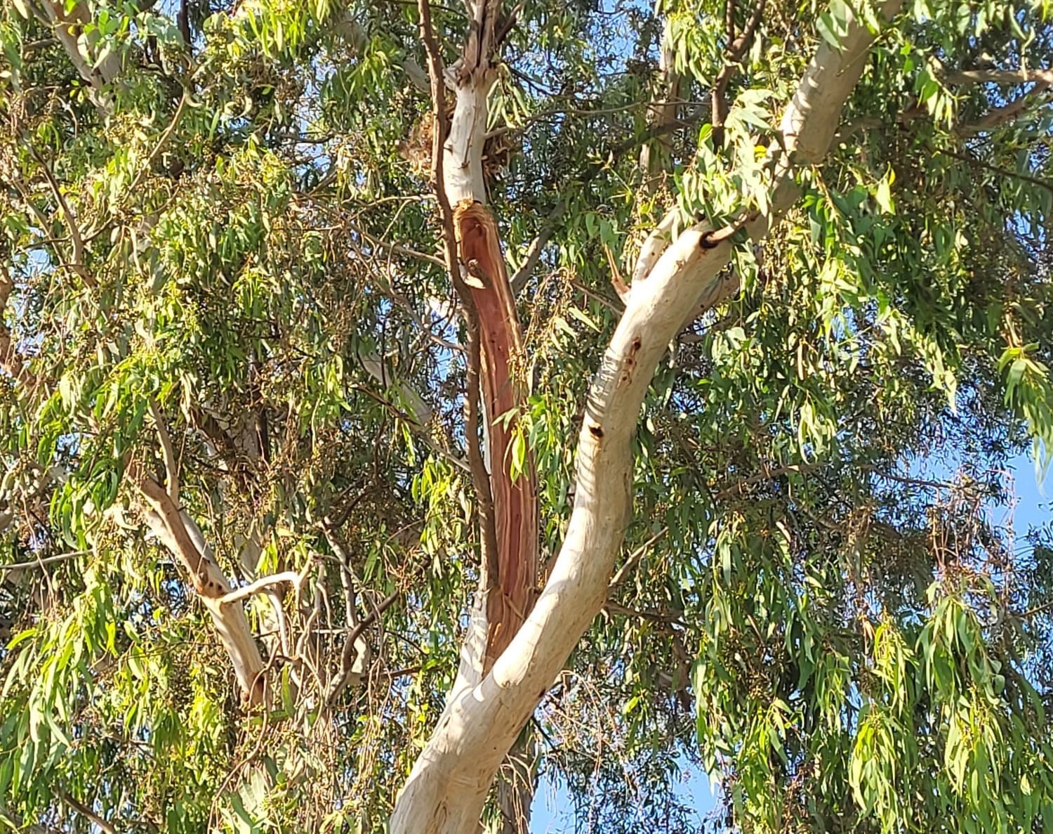 Un arborista realiza un seguimiento a los ejemplares con probabilidades de sufrir fatiga y estrés térmico en Lorca