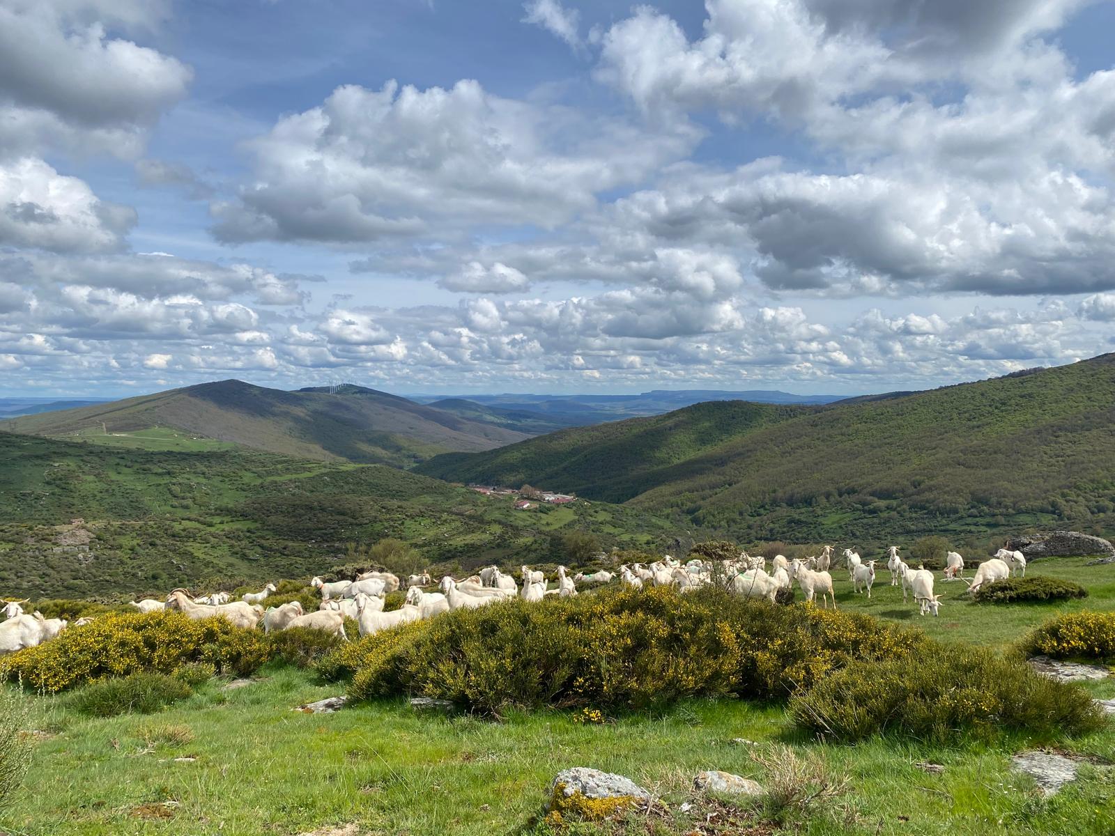 Brañosera acogerá una jornada sobre bioeconomía forestal