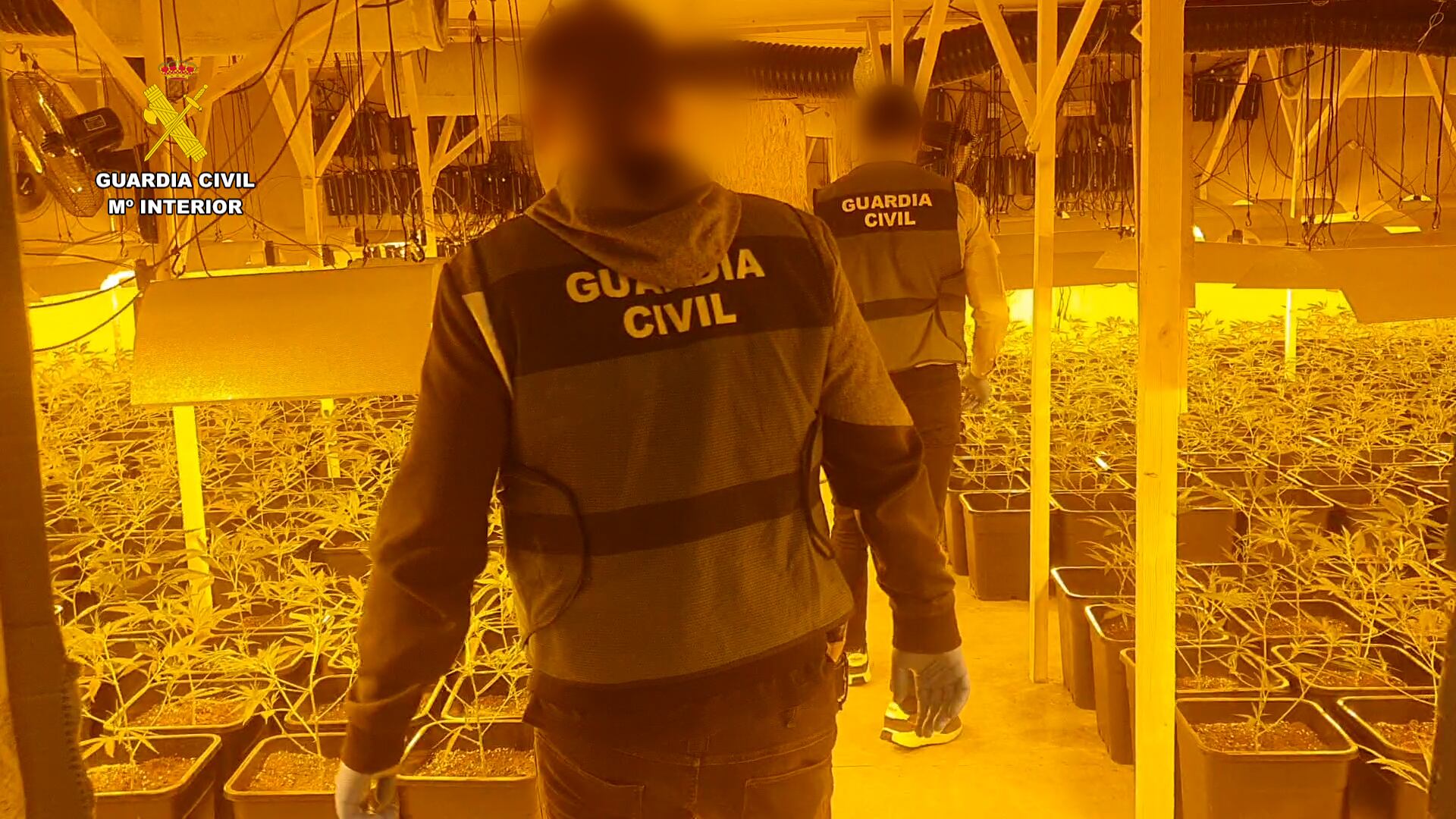 Operación cultivo marihuana en la provincia de Castellón